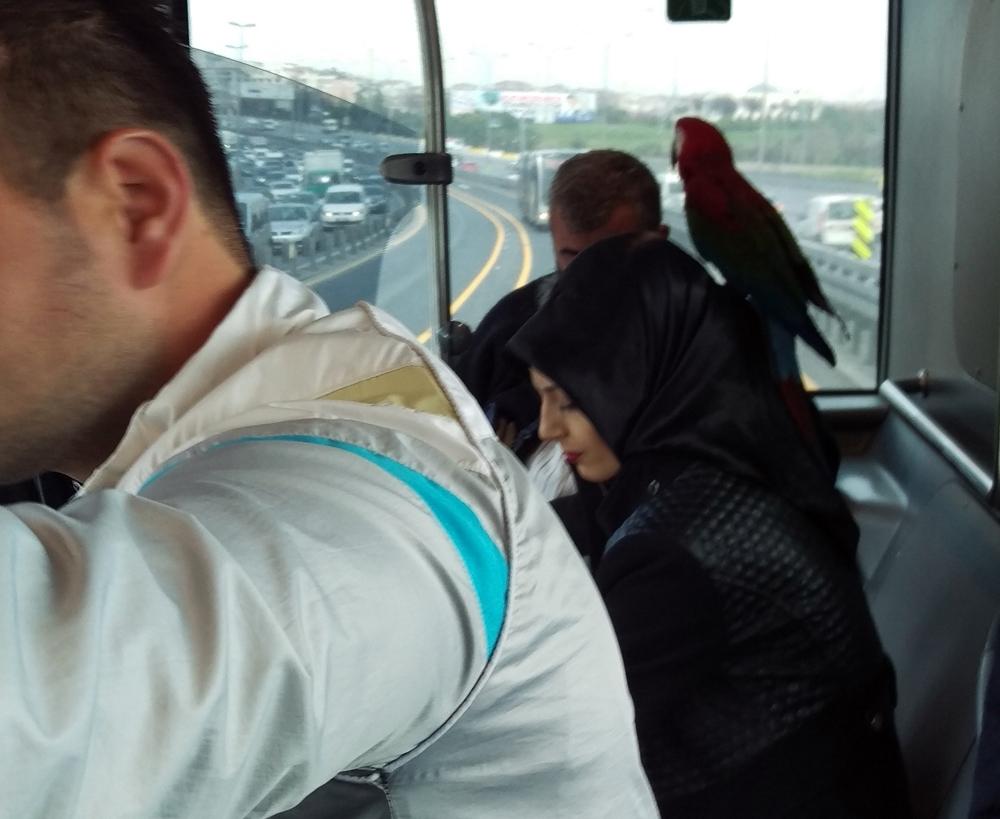 Metrobüse papağanla binen İstanbullu güldürdü