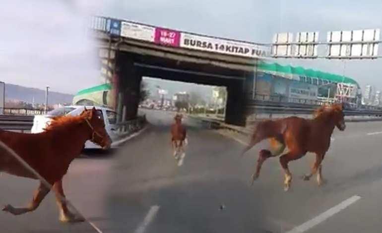 Bursa'da otobanda araçlarla yarışan at