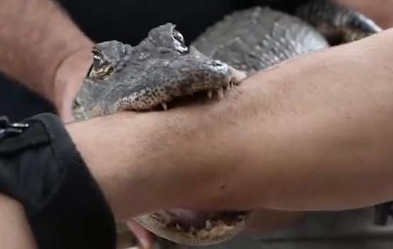 Timsaha kolunu ısırttı İZLE