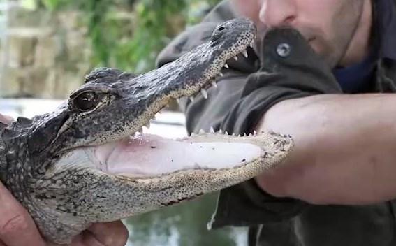 Timsaha kolunu ısırttı İZLE