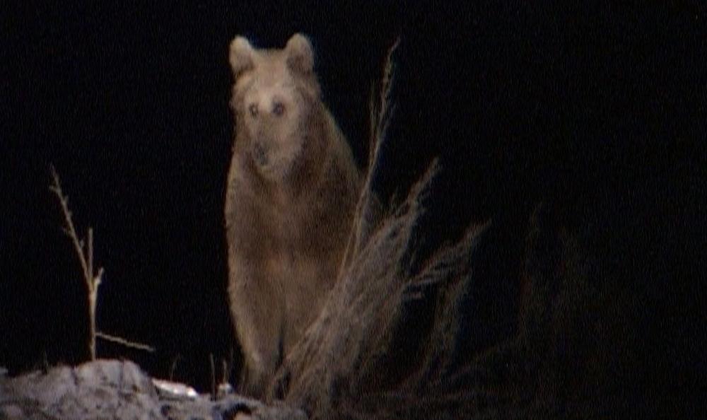 Kars'ta ayılar şehre indi