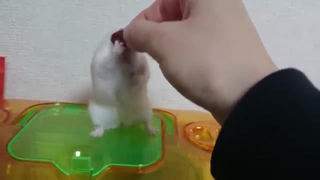 Sahibine trip atan hamster İZLE