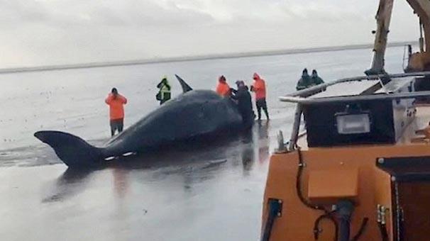 Balinanın karnından çıkanlar şok etti