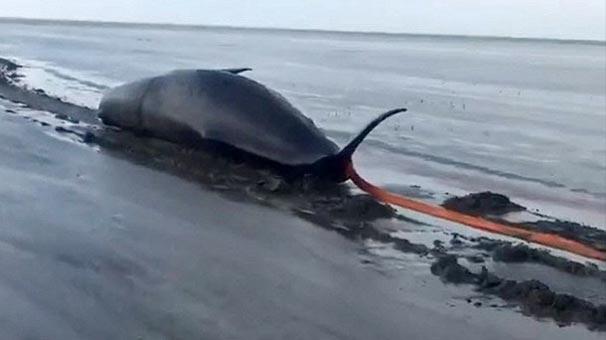 Balinanın karnından çıkanlar şok etti