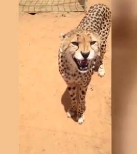 Miyavlayan çita İZLE