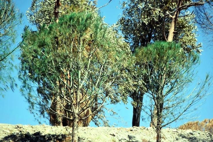 Bodrum'da kuruyan ağaçlar yeşile boyandı