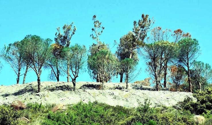 Bodrum'da kuruyan ağaçlar yeşile boyandı