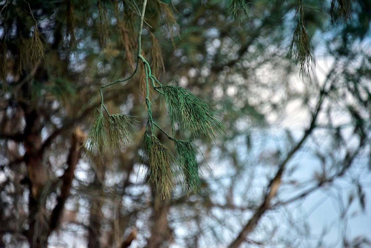 Bodrum'da kuruyan ağaçlar yeşile boyandı