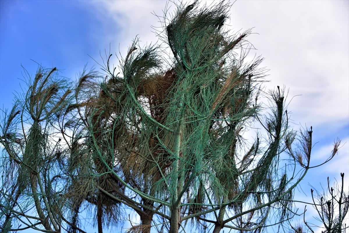Bodrum'da kuruyan ağaçlar yeşile boyandı