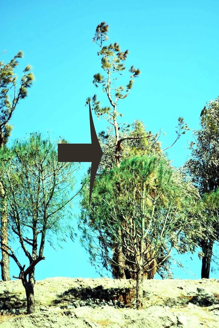 Bodrum'da kuruyan ağaçlar yeşile boyandı