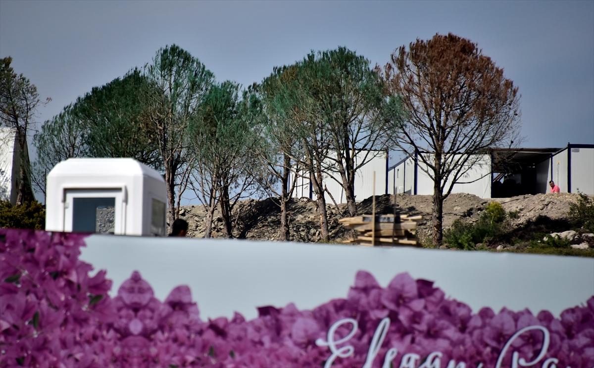 Bodrum'da kuruyan ağaçlar yeşile boyandı