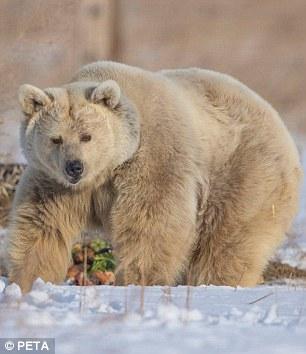 Esaretten kurtarılan ayı sağlığına kavuştu