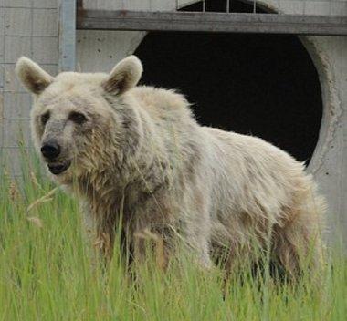 Esaretten kurtarılan ayı sağlığına kavuştu