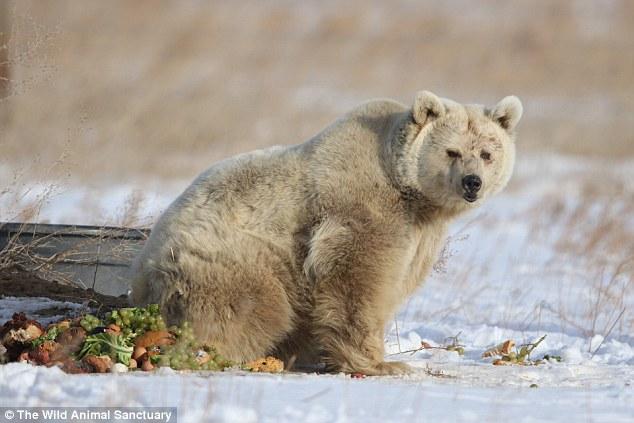 Esaretten kurtarılan ayı sağlığına kavuştu