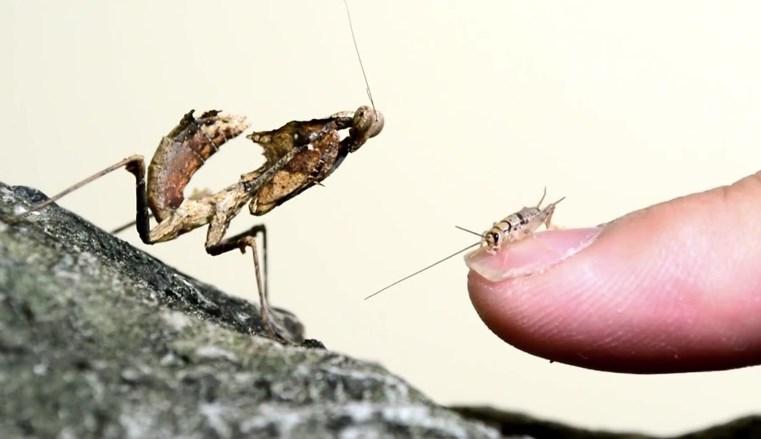 Peygamber devesi çekirge yedi İZLE