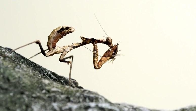 Peygamber devesi çekirge yedi İZLE