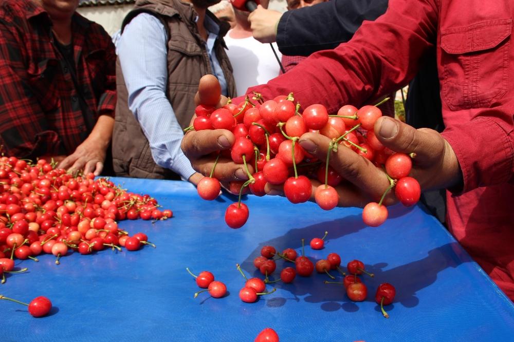 Kirazın kilosu 200 liradan açık artırmayla satıldı