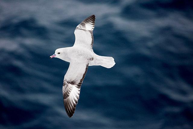 Türk bilim insanları Antarktika'da