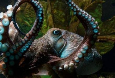 Ahtapot akvaryumdan okyanusa kaçtı