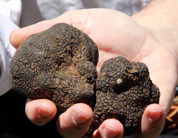 Türkiye kara altın olarak bilinen trüf mantarı üretecek