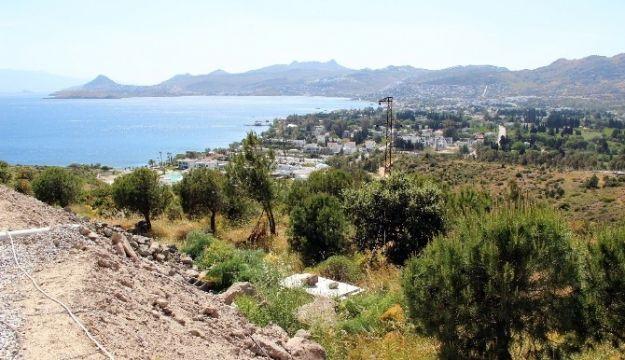 Bodrum'da yeşile boyanan ağaçlar tutmayınca kesildi
