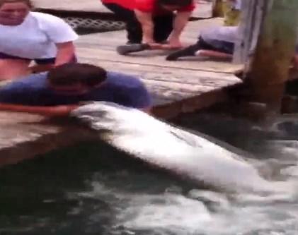 Dev balığı eliyle avladı İZLE