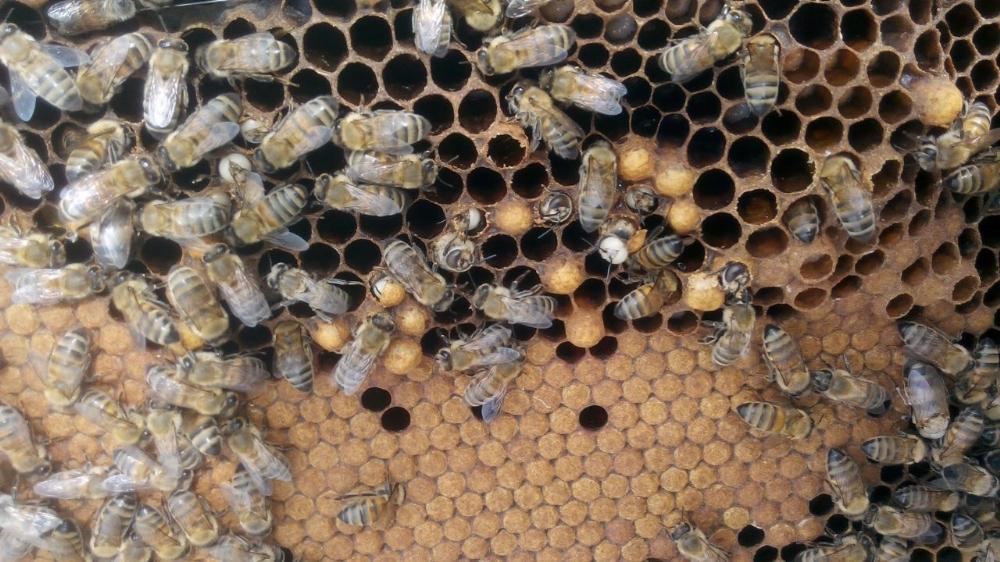 Akraba evliliği yapan arıların genetiği bozuldu