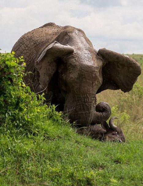 Fil bufaloyu yerden yere vurdu
