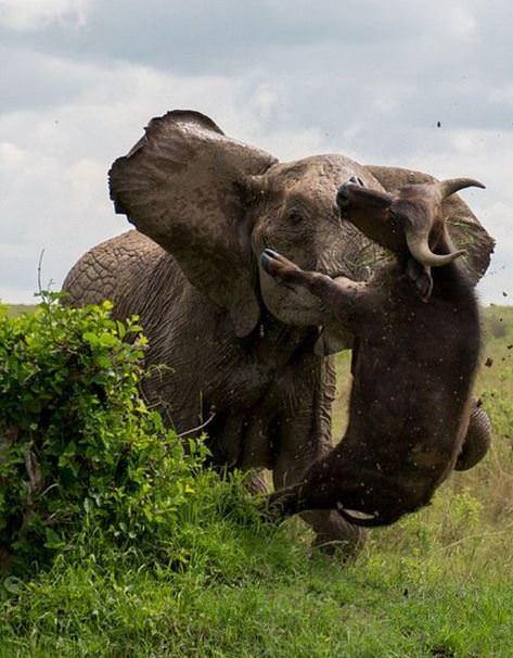 Fil bufaloyu yerden yere vurdu