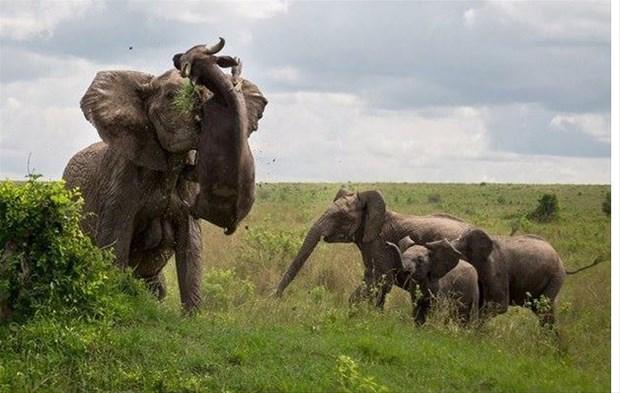 Fil bufaloyu yerden yere vurdu