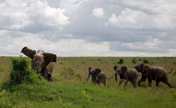 Fil bufaloyu yerden yere vurdu