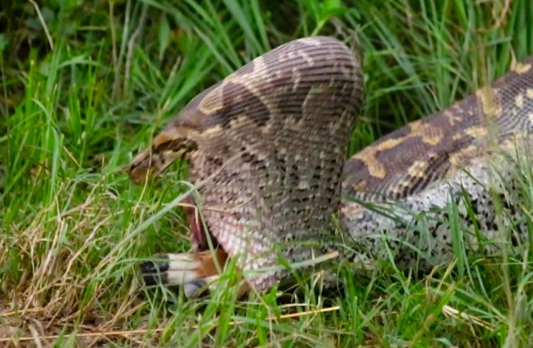 Yavru antilobu bir lokmada yutan piton yılanı İZLE