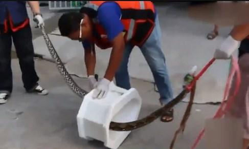 Tuvalette pitonun saldırısına uğradı