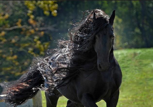 Dünyanın en yakışıklı atı