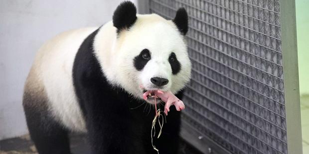 Doğumda yorulan panda bayıldı