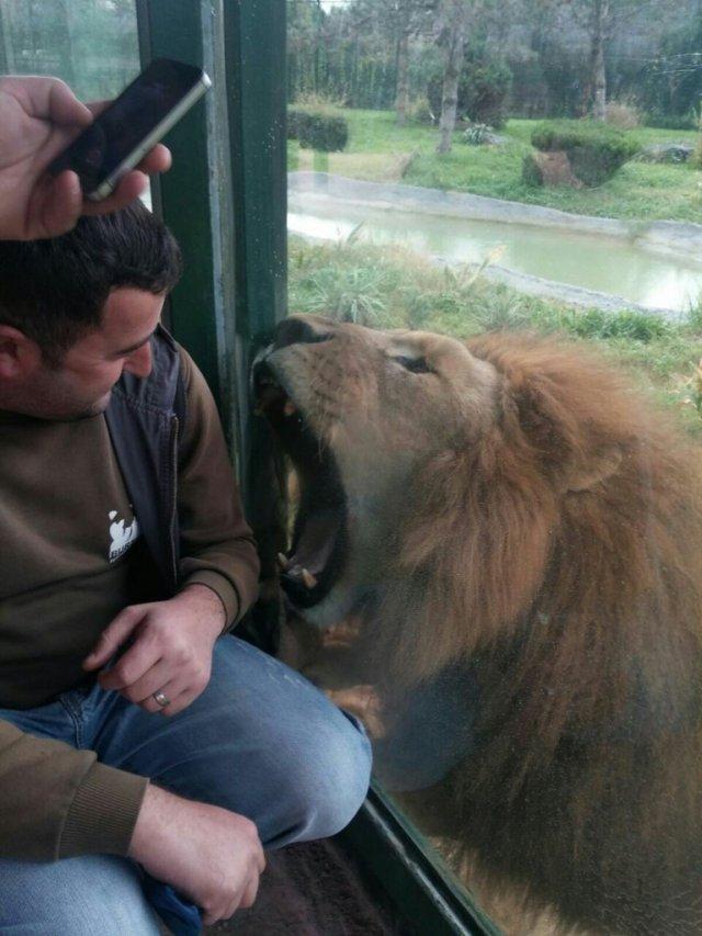 Bursa'da aslanlara gelişim testi uygulandı