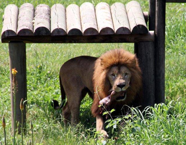 Bursa'da aslanlara gelişim testi uygulandı