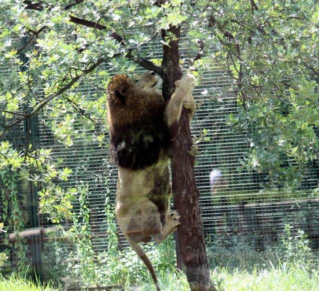 Bursa'da aslanlara gelişim testi uygulandı