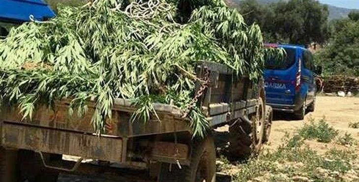 İzmir Ödemiş'te Hint keneviri operasyonu