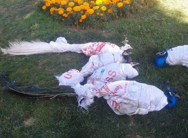 Tavus kuşlarına ‘kimlik’ gözaltısı