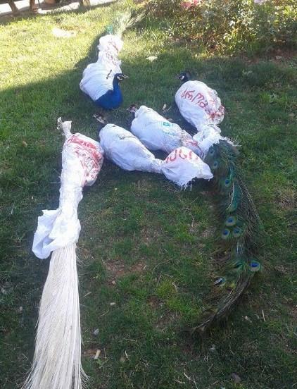 Tavus kuşlarına ‘kimlik’ gözaltısı