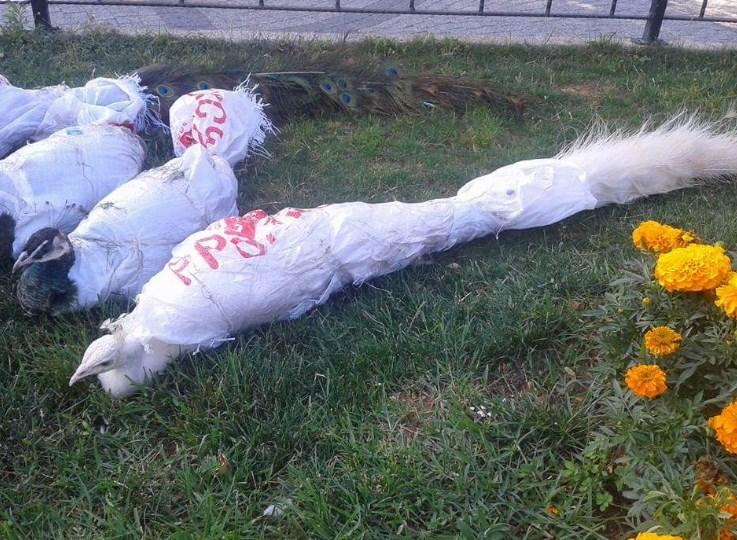 Tavus kuşlarına ‘kimlik’ gözaltısı