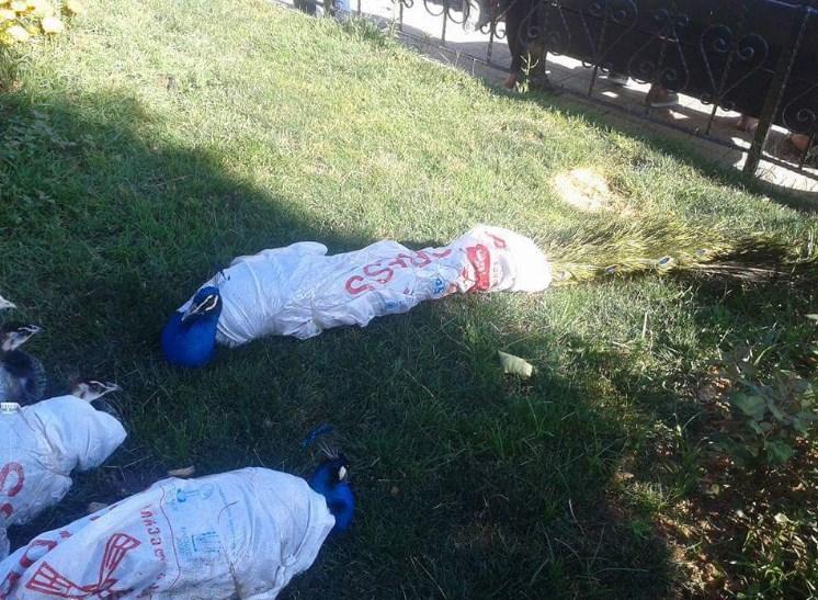 Tavus kuşlarına ‘kimlik’ gözaltısı