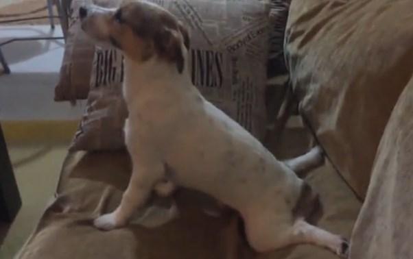 Korku filmi izlerken korkan köpek İZLE