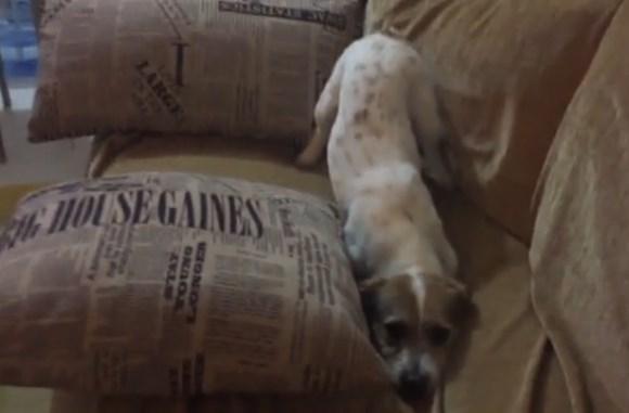 Korku filmi izlerken korkan köpek İZLE