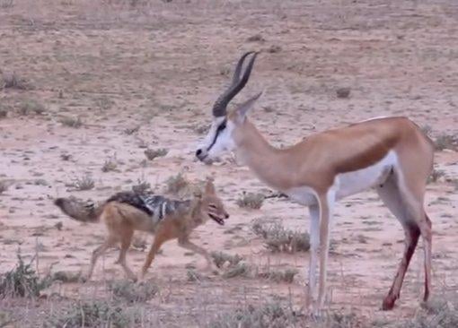 Ceylan çakala av olmaktan kurtulamadı