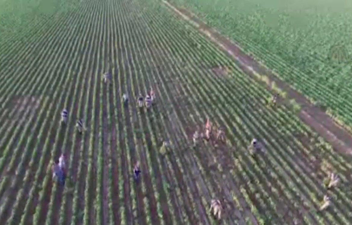 Şanlıurfa'da uyuşturucu operasyonu kamerada