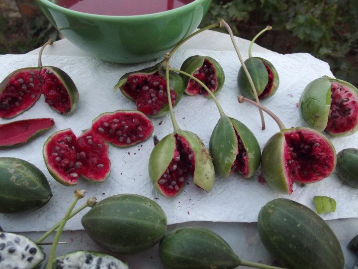 Doğadaki sağlık deposu bitki: Kapari