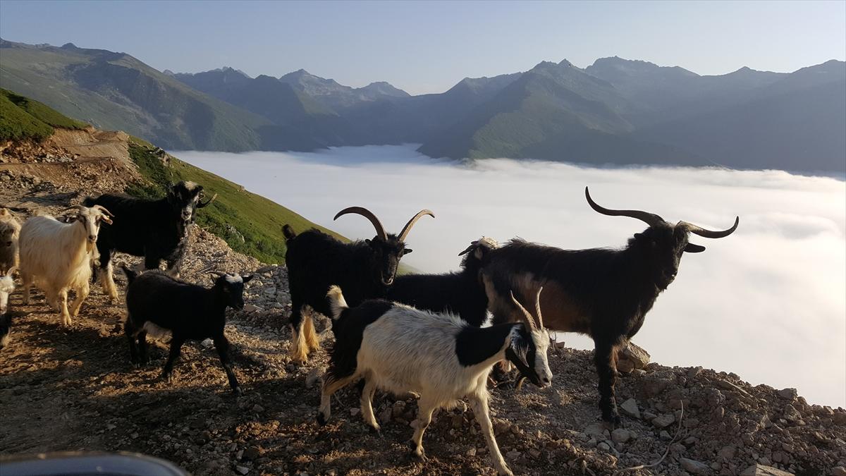 Bulutların Üzerindeki Marsis Dağı