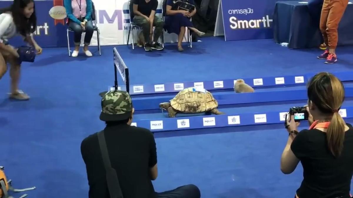 Gerçek hayatta tavşan ve kaplumbağa yarışı